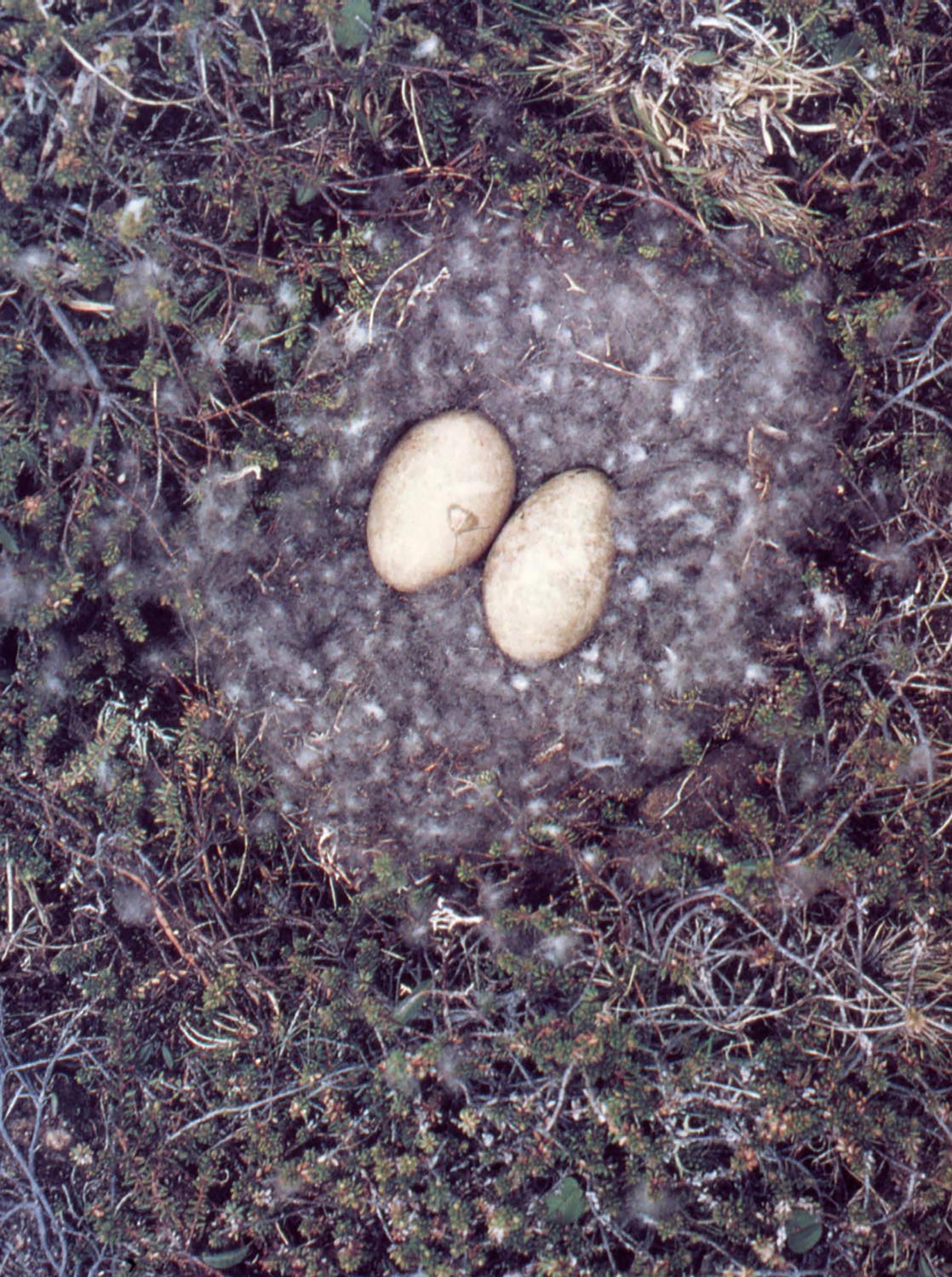 Roni Horn, Pi, 1998 (detail)